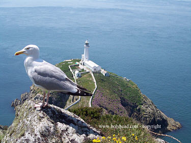 south stack with seagull